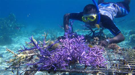 The Art of Creating Custom Coral Reef Talismans